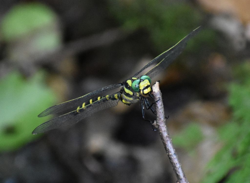 Quale Cordulegaster? Cordulegaster heros